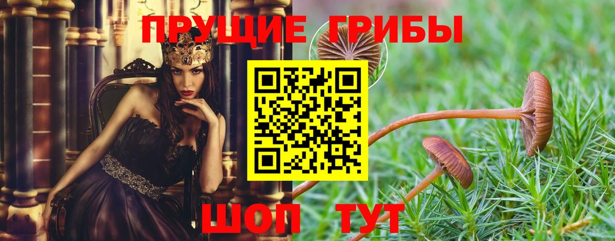 Псилоцибиновые грибы Psilocybe Дедовск